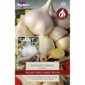'Elephant' Garlic