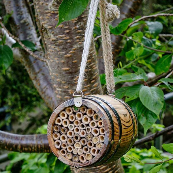 Bee Barrel hung up in a tree