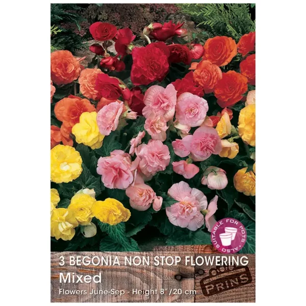 Begonia Non-stop Flowering 'Mixed' (3 bulbs)