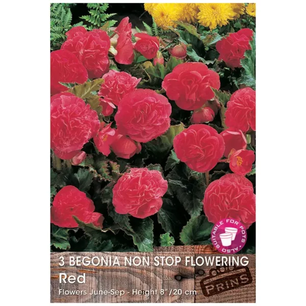 Begonia Non-stop Flowering 'Red' (3 bulbs)