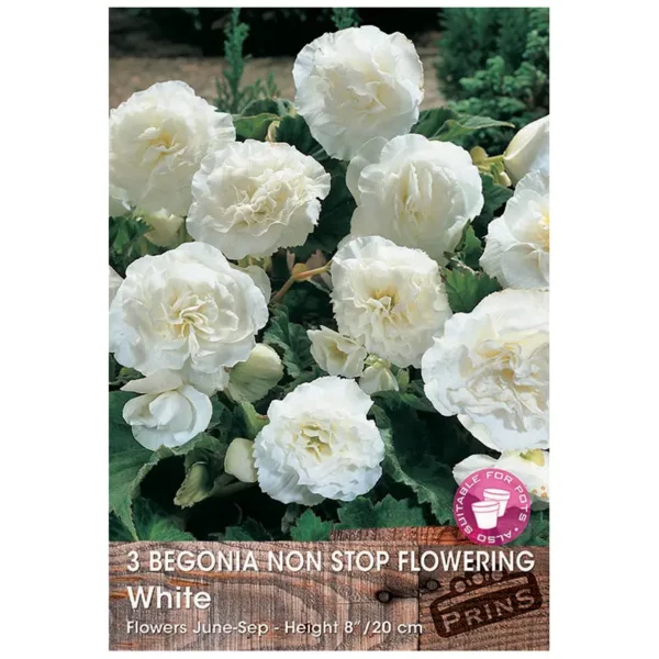 Begonia Non-stop Flowering 'White' (3 bulbs)