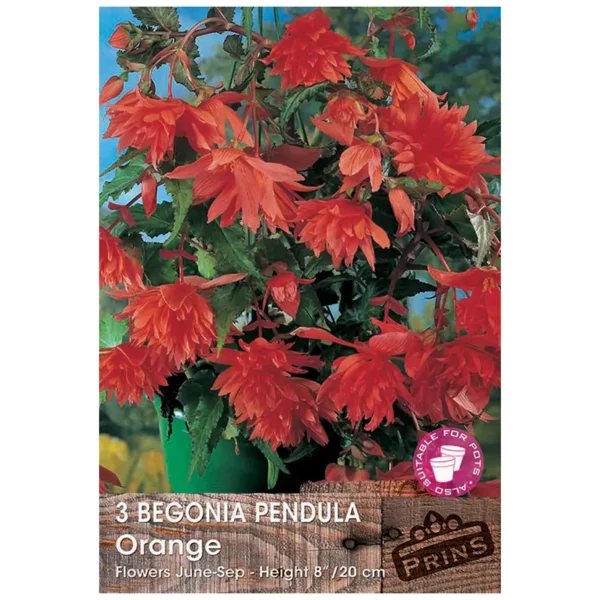 Begonia Pendula 'Orange' (3 bulbs)