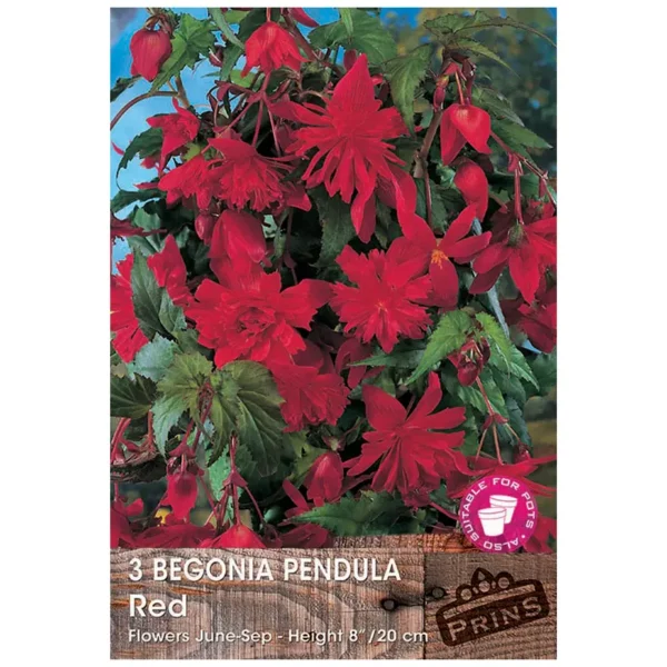 Begonia Pendula 'Red' (3 bulbs)