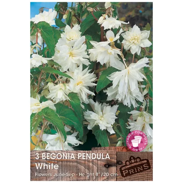 Begonia Pendula 'White' (3 bulbs)