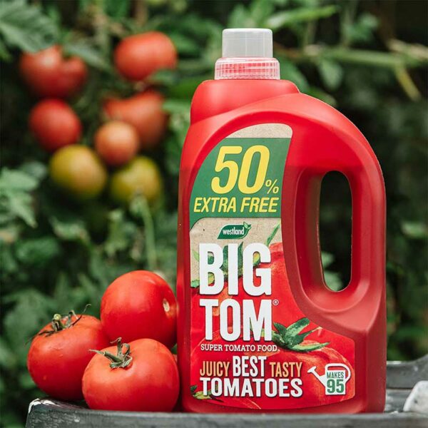 Big Tom Super Tomato Food 1.25L (+50% Extra Free) Lifestyle 1
