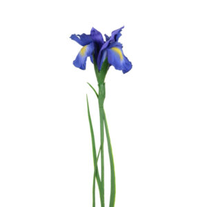 Floralsilk Blue Iris Stem (69cm)