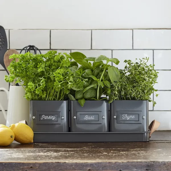 The Burgon & Ball 3 Herb Pots in a Leather Handled Tray in charcoal, on a kitchen counter, against a white tile backdrop.