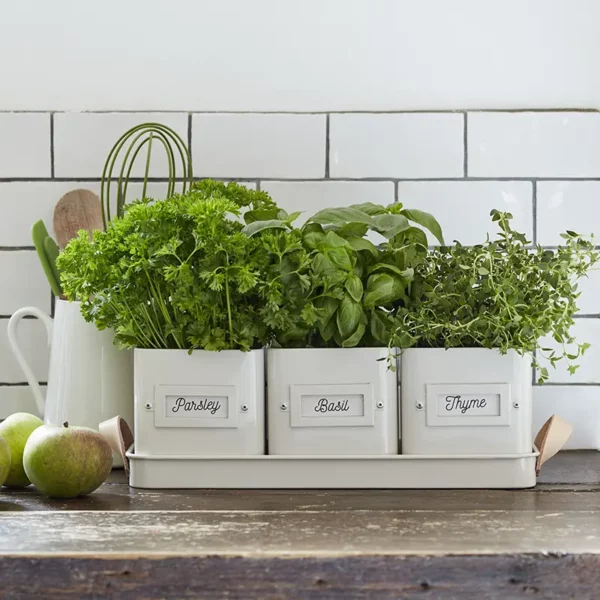 The Burgon & Ball 3 Herb Pots in a Leather Handled Tray in stone, on a kitchen counter, against a white tile backdrop.