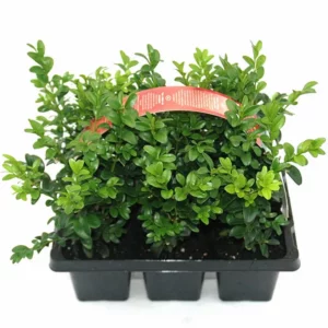 Buxus Sempervirens Pack of 6 10-15cm