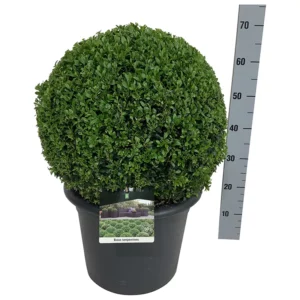 Buxus Sempervirens Topiary Ball 45-50cm