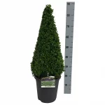 Buxus Sempervirens Topiary Pyramid 60-70cm