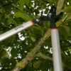 Using Wilkinson Sword Bypass Loppers