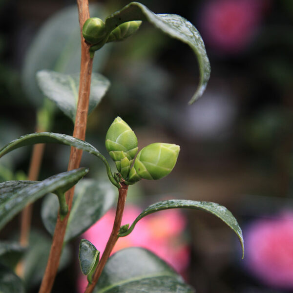 A pair of Camellia flower buds, amongst glossy, dark-green, leafy foliage.