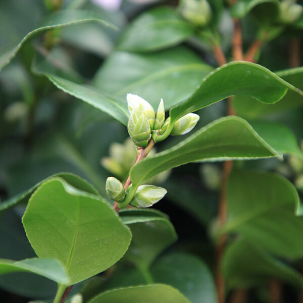 A cluster of early Camellia flower buds, amongst glossy, leafy foliage.
