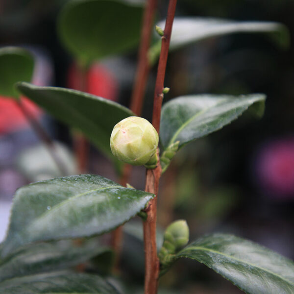A single Camellia flower bud, amongst glossy, dark-green, leafy foliage.