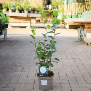 A Camellia japonica ‘Desire’ in a grey 3 litre nursery pot.
