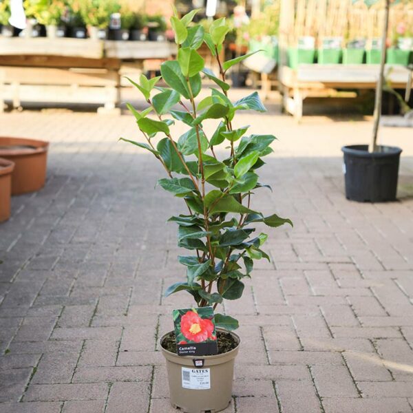 A Camellia japonica ‘Doctor King’ in a grey 3 litre nursery pot.