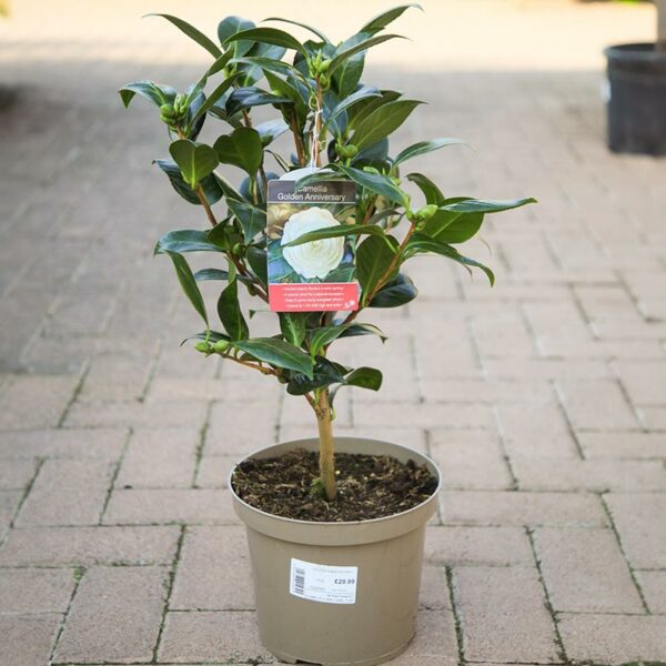 A Camellia japonica ‘Golden Anniversary’ in a grey 4 litre nursery pot.