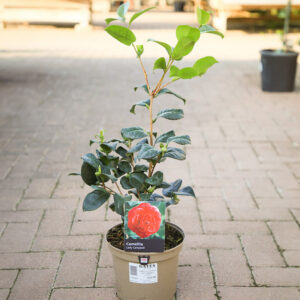 A Camellia japonica ‘Lady Campbell’ in a grey 3 litre nursery pot.