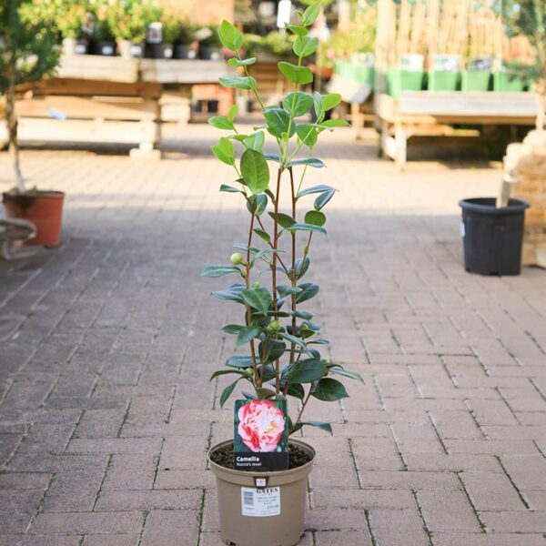 A Camellia japonica ‘Nuccio's Jewel’ in a grey 3 litre nursery pot.
