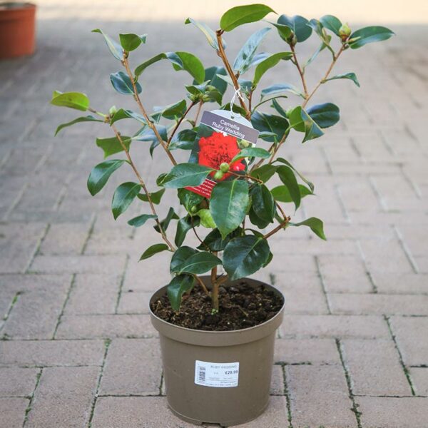 A Camellia japonica ‘Ruby Wedding’ in a grey 4 litre nursery pot.