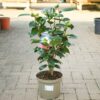 A Camellia japonica ‘Silver Anniversary’ in a grey 4 litre nursery pot.