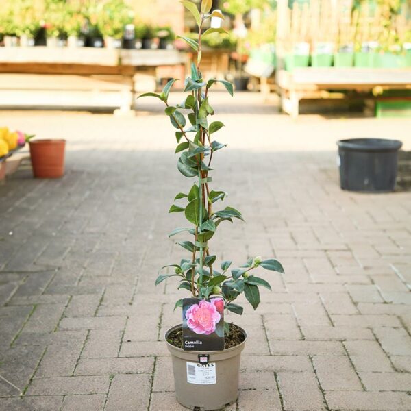 A Camellia x williamsii ‘Debbie’ in a grey 3 litre nursery pot.