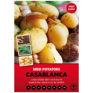 Casablanca First Early Seed Potatoes 2kg