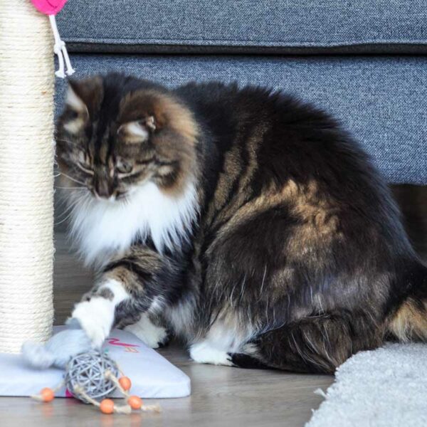 Cat playing with Catnip Bell Mouse