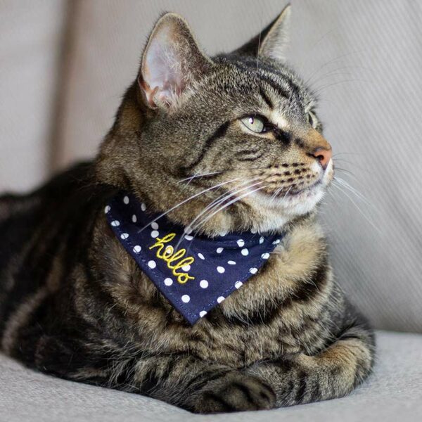 Cat wearing Joules Hello Neckerchief Cat Collar