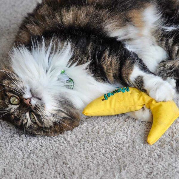 Cat with Zoon Nip-it 100% Catnip Meow! Banana