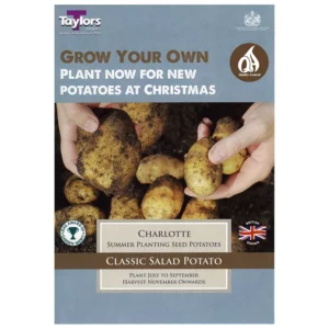 'Charlotte' Second Early Seed Potatoes (Pack of 10)