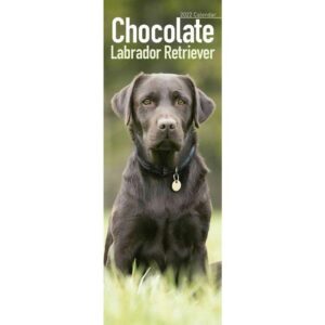 Otter House Chocolate Labrador Retriever Slim Calendar 2022