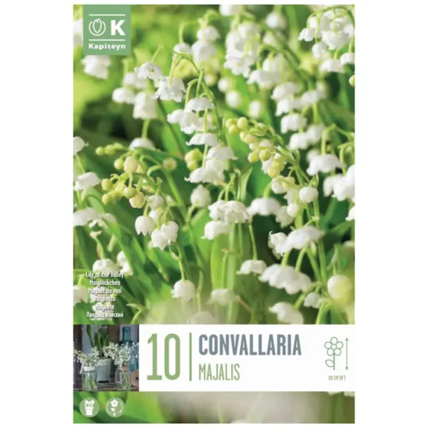 Convallaria majalis 'Lily of the Valley' (10 bulbs)