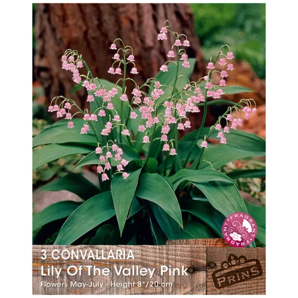 Convallaria majalis var. rosea "Lily of the Valley" Pink (3 bulbs)