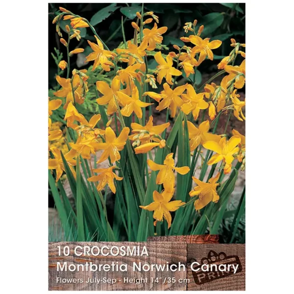 Crocosmia montbretia 'Norwich Canary' (10 bulbs)
