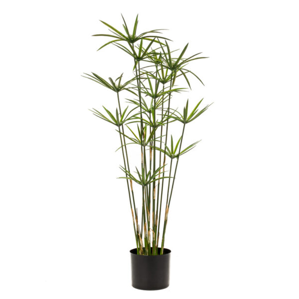 Green Cyperus Plant in Pot (90cm)