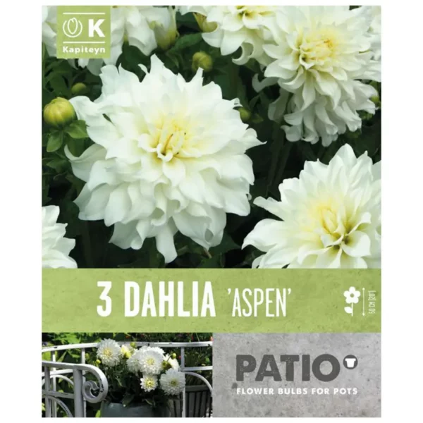 Dahlia Decorative 'Aspen' (3 tubers)