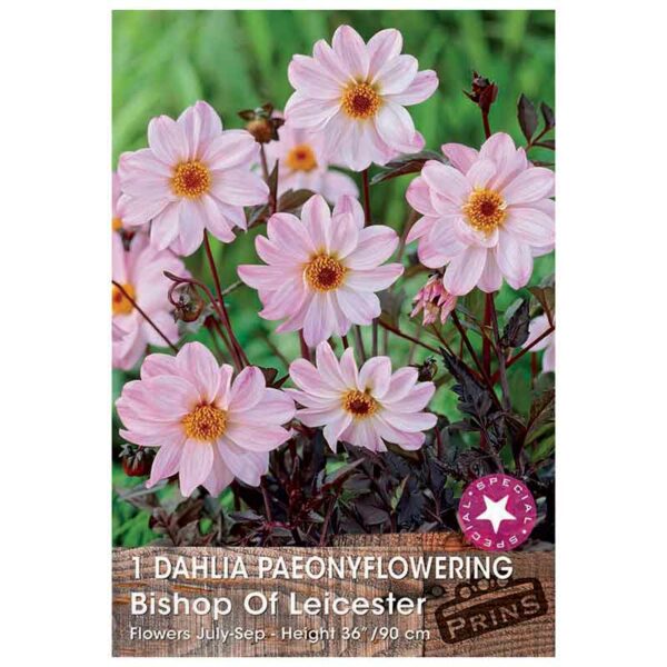 Dahlia ‘Bishop of Leicester’