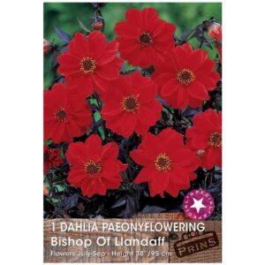 Dahlia ‘Bishop of Llandaff’