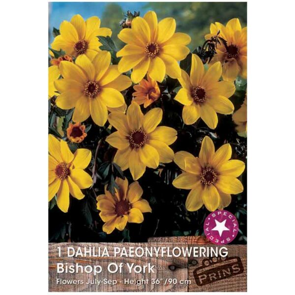 Dahlia ‘Bishop of York’