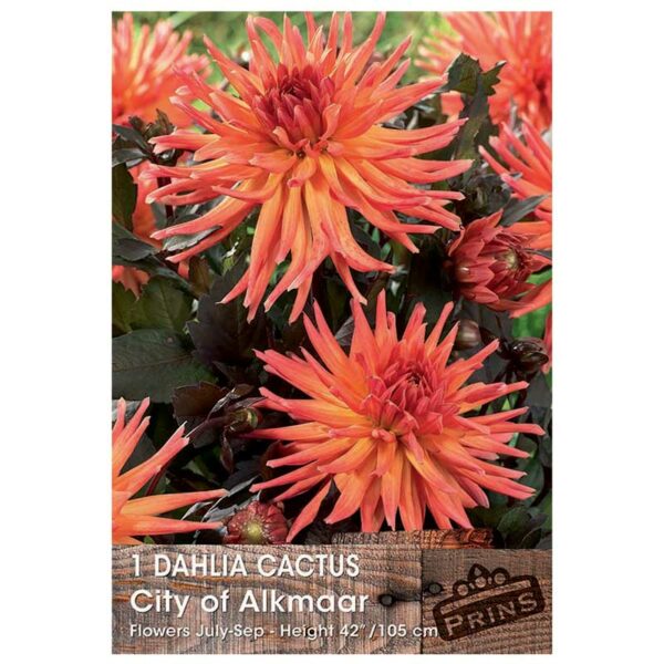 Dahlia Cactus 'City of Alkmaar' Bulb/Tuber