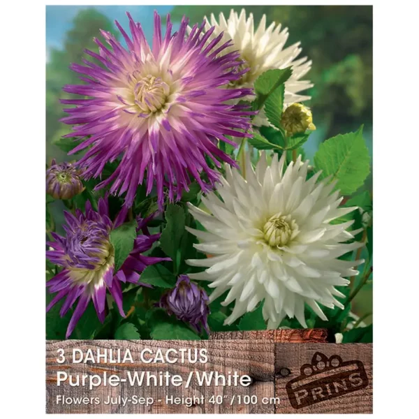 Dahlia Cactus 'Purple-White/White' (3 bulbs)