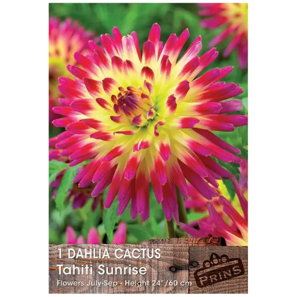 Dahlia Cactus 'Tahiti Sunrise' (1 bulb)