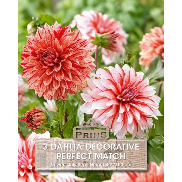 Dahlia Decorative 'Perfect Match' (3 tuber)