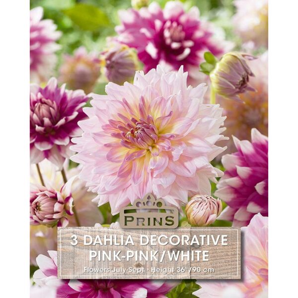 Dahlia Decorative 'Pink & White Mixed' (3 tuber)