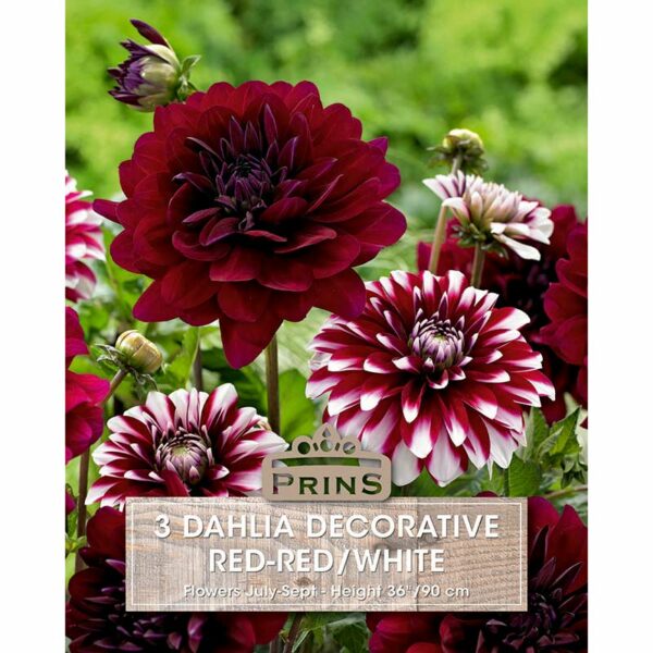 Dahlia Decorative 'Red/Red-White' (3 tubers)