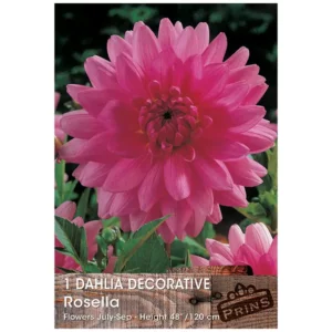 Dahlia Decorative 'Rosella' (1 bulb)