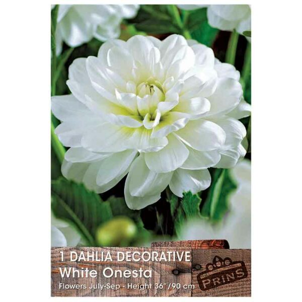 Dahlia Decorative ‘White Onesta’