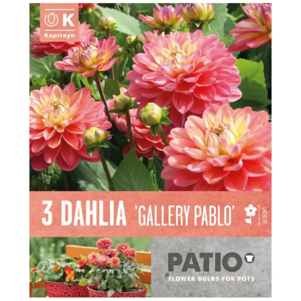 Dahlia Decorative 'Gallery Pablo' (3 bulbs)